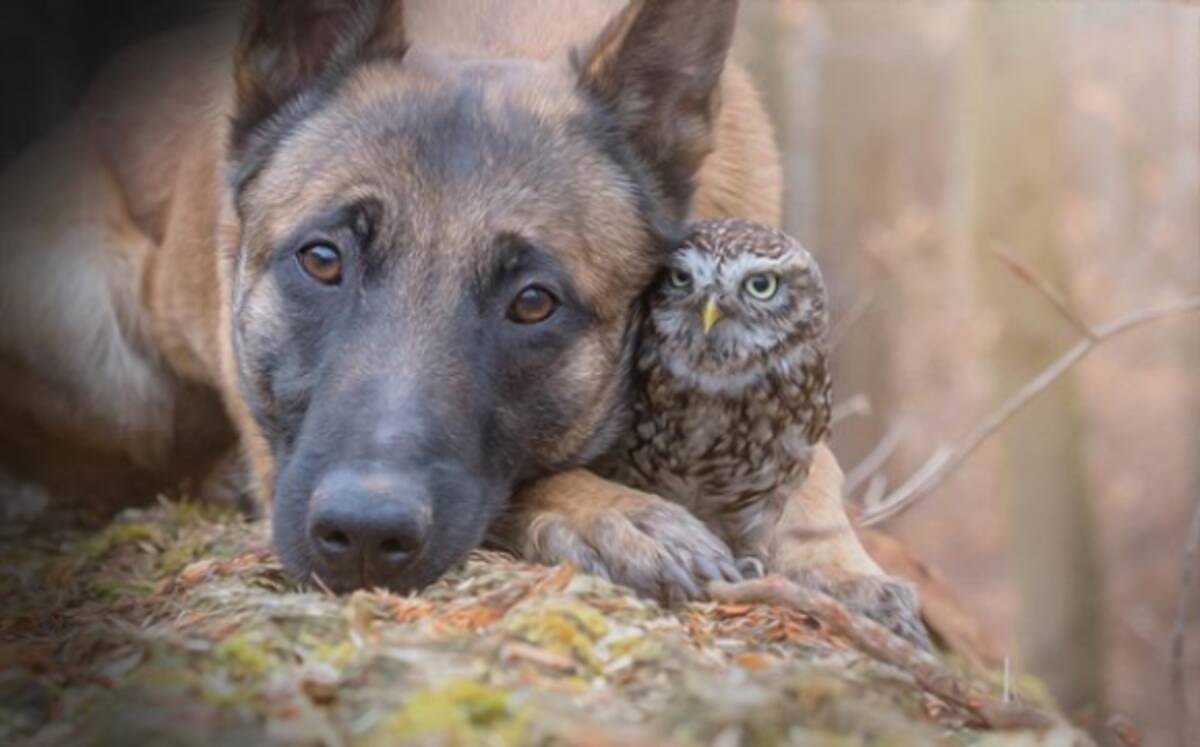 小さなフクロウと大きな犬の最強コンビ 出会ってすぐに大親友に ドイツ 年3月25日 エキサイトニュース