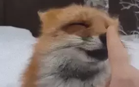うっとり キツネが人間に超懐くとこうなる 甘えん坊のキツネが飼い主さんにモフられデレデレ 年4月7日 エキサイトニュース