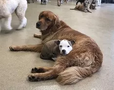 イケワンなヒゲワン チューバッカのニックネームを持つ犬 ベルジアン グリフォン ロシア 年4月11日 エキサイトニュース