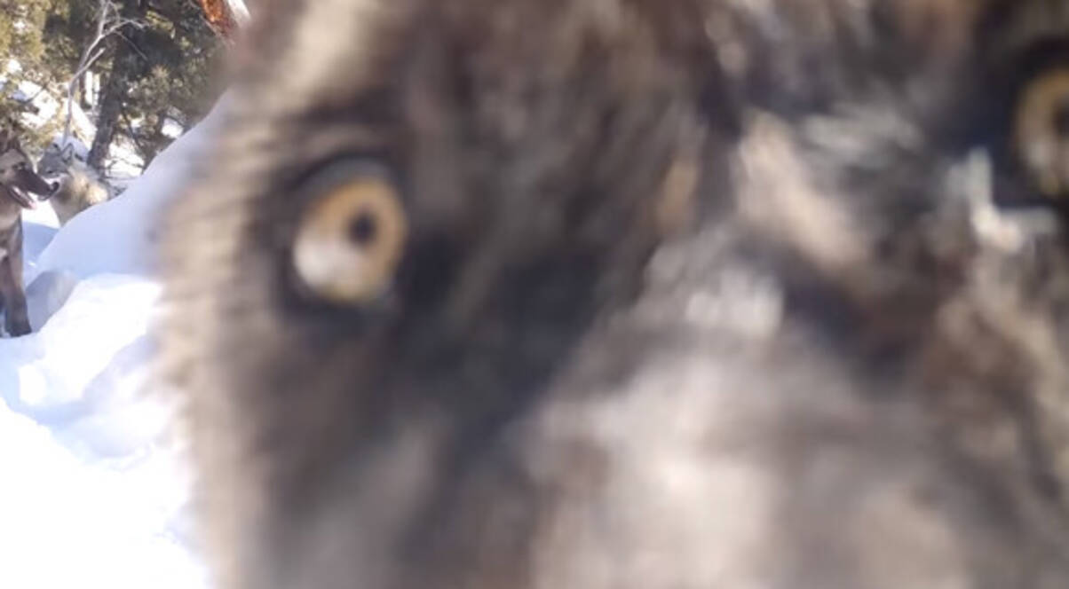 監視カメラを味見 イエローストーン国立公園に導入されたオオカミたちの今 アメリカ 年4月9日 エキサイトニュース
