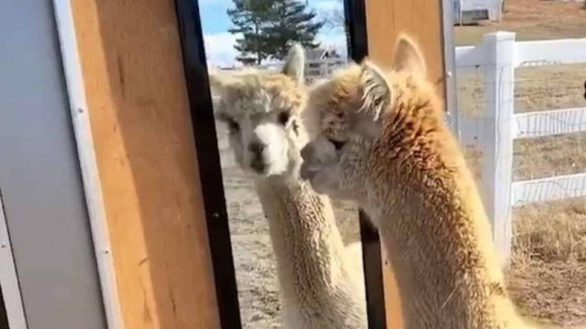 あらやだかわいい 鏡に映った自分を探すアルパカのいる風景 年4月13日 エキサイトニュース