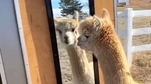 あらやだかわいい 鏡に映った自分を探すアルパカのいる風景 年4月13日 エキサイトニュース