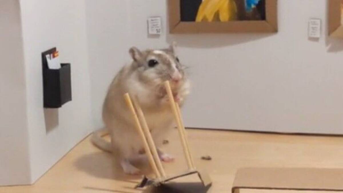 自宅待機中にペットのネズミにミニチュア美術館を作ってみた 大喜びで椅子を噛んでいたネズミに関する海外の反応 年4月12日 エキサイトニュース