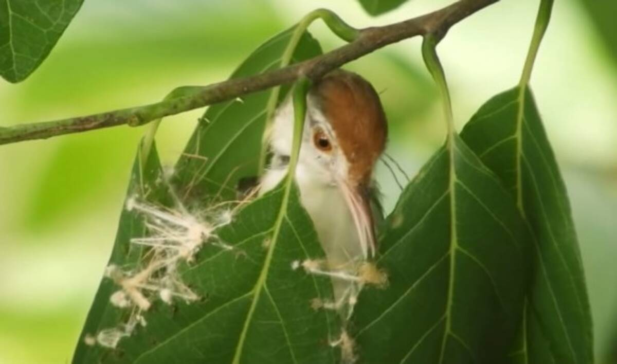 お裁縫上手な鳥 くちばしを針代わりに蜘蛛の糸や植物の繊維で葉を縫い巣を作るオナガサイホウチョウ 年4月15日 エキサイトニュース 3 3