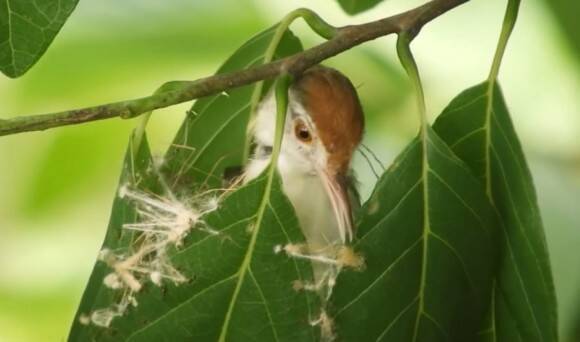 お裁縫上手な鳥、くちばしを針代わりに蜘蛛の糸や植物の繊維で葉を縫い巣を作るオナガサイホウチョウ