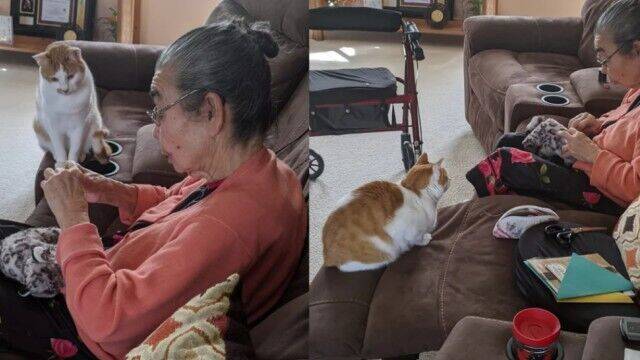 ぬいぐるみを壊してしまった猫 おばあちゃんにお裁縫して直してもらうのを忍耐強く待つ その姿に関する海外の反応 年4月21日 エキサイトニュース