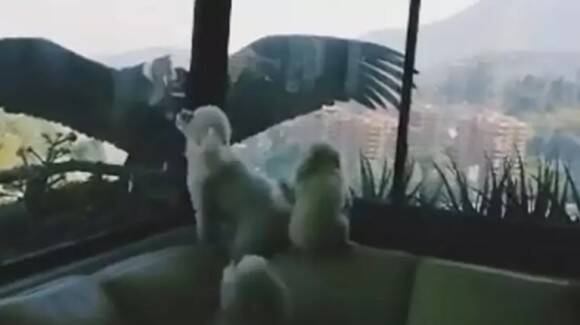 プードル犬 窓の外に突如現れた巨大なコンドルにびっくり チリ 年4月27日 エキサイトニュース