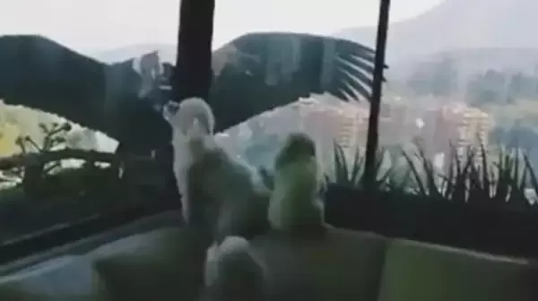プードル犬、窓の外に突如現れた巨大なコンドルにびっくり！（チリ）