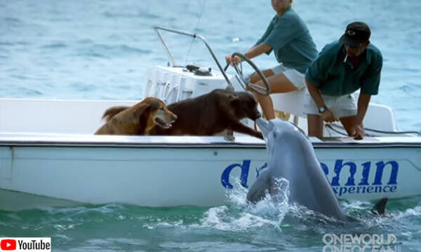 イルカがボートに乗った犬に水中からのキス 年5月6日 エキサイトニュース