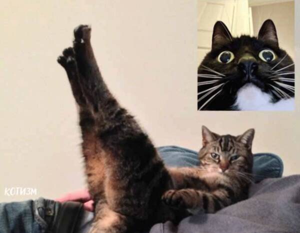 もしも猫がビデオチャットをしていたら セクシーな猫に魅了される猫たち 年5月3日 エキサイトニュース