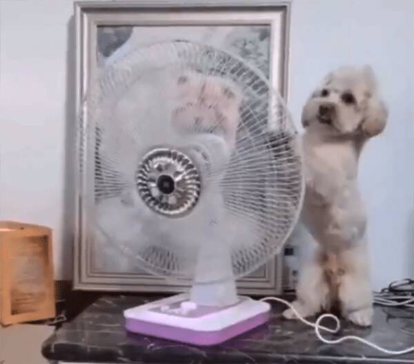 こう暑くっちゃよぅ 扇風機の向きを自分に当たるように変える賢い犬 年5月4日 エキサイトニュース