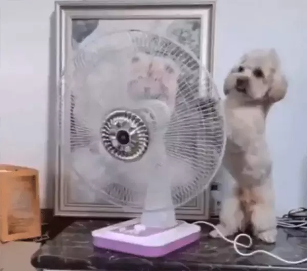 こう暑くっちゃよぅ。扇風機の向きを自分に当たるように変える賢い犬
