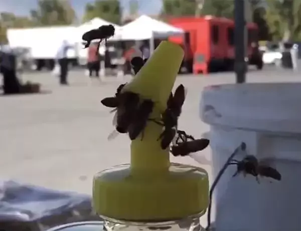 「それうちらが作ったやつやん？」瓶に入ったはちみつを取り戻そうとするミツバチ集団