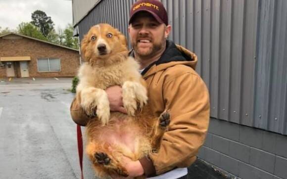 竜巻の後行方不明になった犬 コロナ禍の中 54日ぶりに飼い主と再会 アメリカ 年5月8日 エキサイトニュース