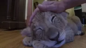 世界最小の猫種 サビイロネコ の赤ちゃんが生まれたよ イギリス 年5月7日 エキサイトニュース