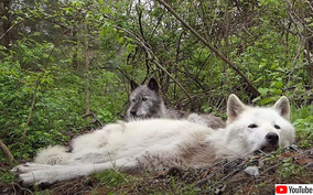 狼とクズリとカラスの奇妙な関係 クズリが狼の尻尾をガブリ カラスはずっと傍観者 年5月12日 エキサイトニュース