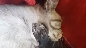 世界最小の猫種 サビイロネコ の赤ちゃんが生まれたよ イギリス 年5月7日 エキサイトニュース