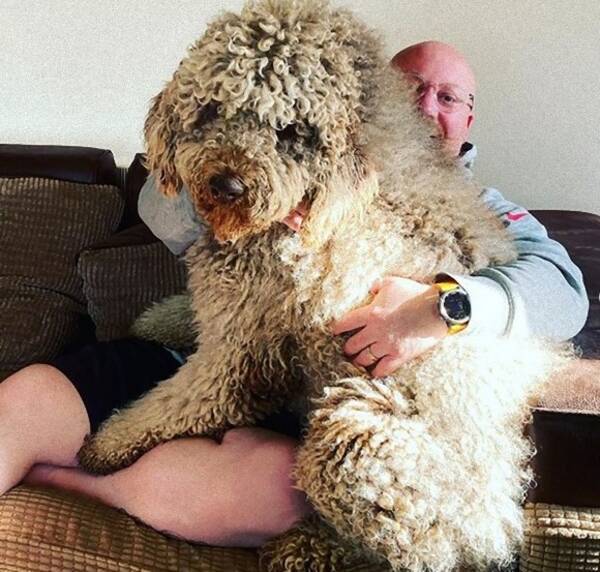 大きくなっても甘えん坊 自分はまだ子犬だと思っている大型犬だが 飼い主の心の支えとなっている イギリス 年5月11日 エキサイトニュース