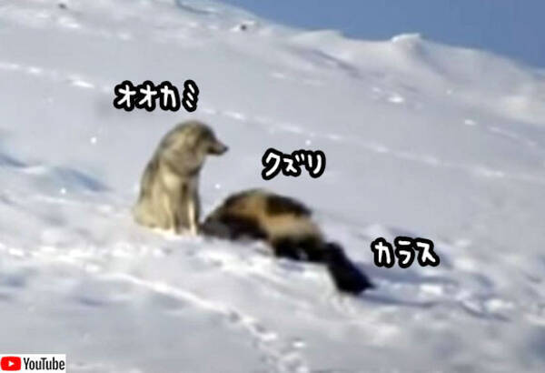 狼とクズリとカラスの奇妙な関係 クズリが狼の尻尾をガブリ カラスはずっと傍観者 年5月12日 エキサイトニュース