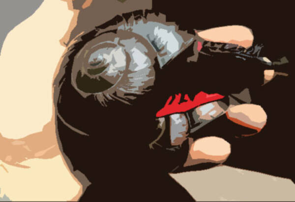 赤と黒のインパクトがすごい大型のカタツムリ ファイヤー スネイル にズームイン マレーシア 年5月13日 エキサイトニュース