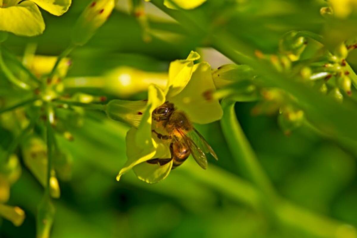 ケープミツバチが単為生殖でメスを産むことを可能にする遺伝子が特定される 年5月11日 エキサイトニュース