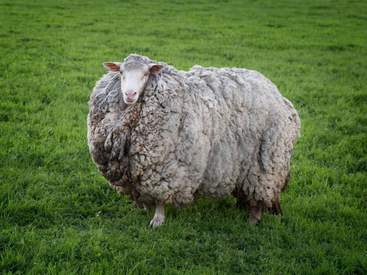 7年ぶりに発見された羊 毛量大幅アップで巨大化していた オーストラリア 年5月16日 エキサイトニュース