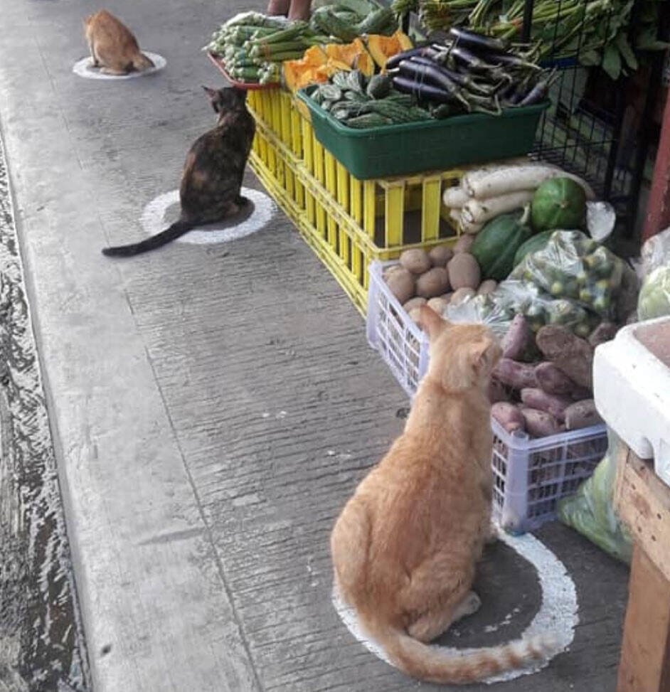 社会的距離のために円形のマークを描いたところ 猫が転送されてきた件 フィリピン 年5月18日 エキサイトニュース