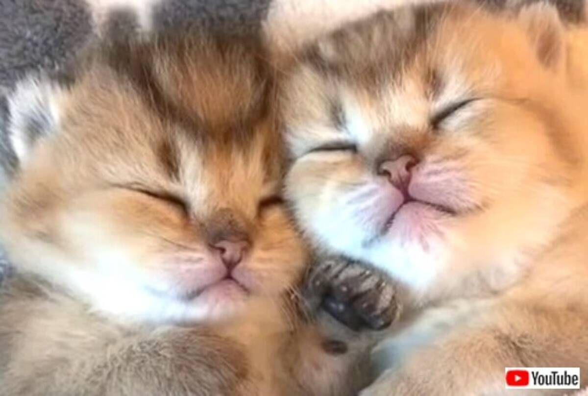 可愛い の代名詞といえばコレ キュートな子猫たちの寝顔にとことん癒される動画 年5月17日 エキサイトニュース