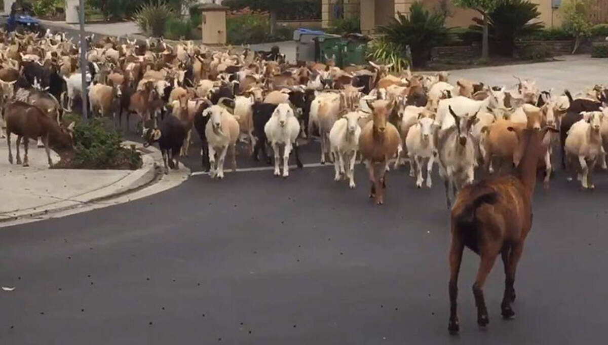 カリフォルニア州で山羊が大脱走 トルコでは羊が道路を大行進している事案 年5月日 エキサイトニュース
