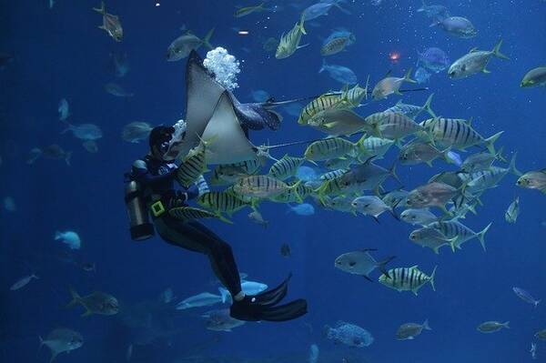 魚がうつ状態に 水族館や観光地の海に住む魚たちは自粛で人間と会えず寂しがっている オーストラリア 年5月19日 エキサイトニュース