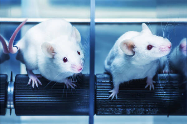 人間の細胞を宿したマウス 人と動物の差はますます曖昧に 米研究 年5月21日 エキサイトニュース
