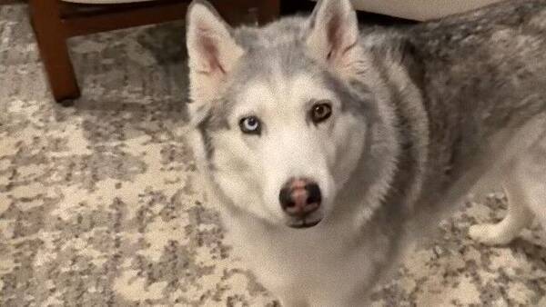 あのハスキー犬ゼウスがまたやらかした 相棒のオヤツを取り上げている姿が目撃された 年5月日 エキサイトニュース