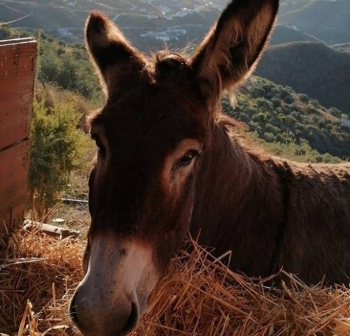 ロバも寂しかった コロナ緩和後 2か月ぶりに飼い主と再会 うれしくてむせび鳴き スペイン 年5月24日 エキサイトニュース