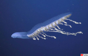 深海ファンタジー。オーストラリアの海にいる神秘の水中生物を高画質で