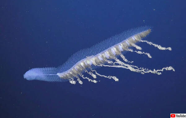 深海ファンタジー オーストラリアの海にいる神秘の水中生物を高画質で 年11月23日 エキサイトニュース