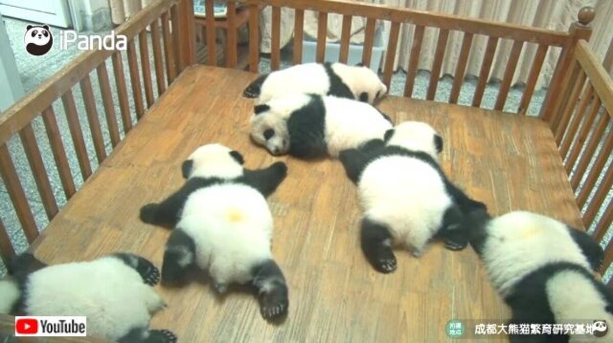 子パンダズは夢の中で泳ぎの練習中 相変わらずまったり気分のジャイアントパンダたちに会いに行こう 年5月26日 エキサイトニュース