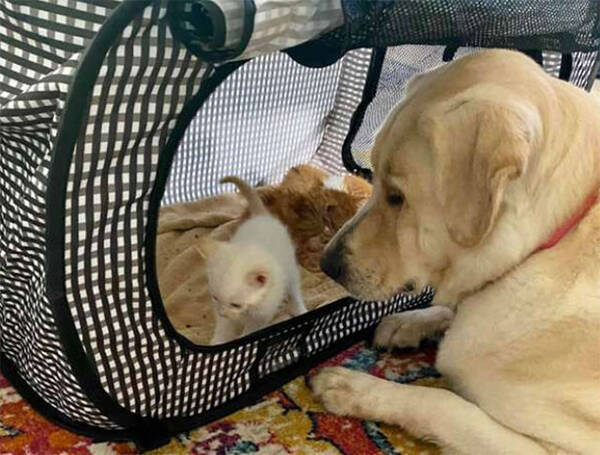 3匹の子猫の育ての親を買って出た犬 我が子のように愛情を注ぐ アメリカ 年5月29日 エキサイトニュース