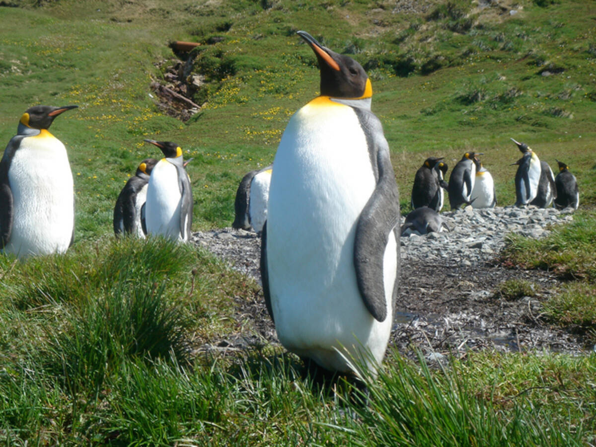ペンギンのフンから発生する笑気ガスを吸って研究者がイカれてしまうという事案が発生 サウスジョージア島 年5月29日 エキサイトニュース