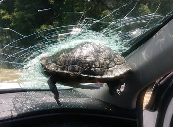 突如亀が飛んでいて走行中の車に衝突 フロントガラスに突き刺さるハプニングが発生 アメリカ 年6月4日 エキサイトニュース 突如亀が飛んでいて走行中の車に衝突 フロントガラスに突き刺さるハプニングが発生 アメリカ 年6月4日 エキサイトニュース
