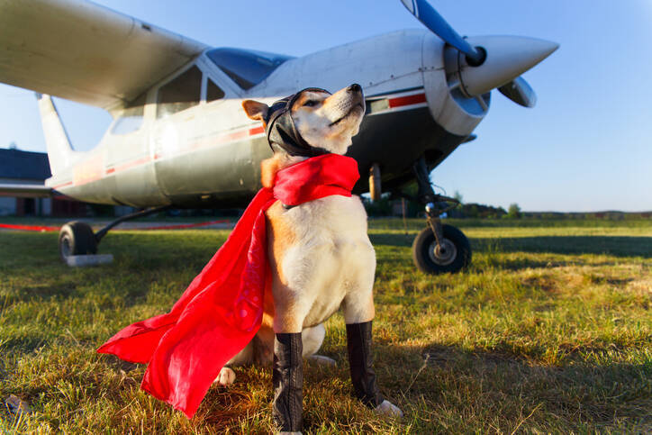 犬は確かに、飼い主を助けたいという気持ちを持っている（米研究）