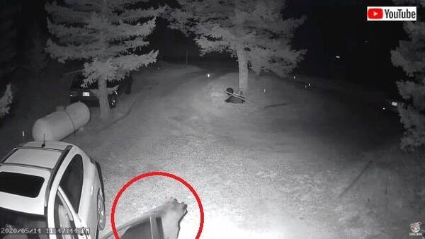 熊 夜中に失礼しますよ 車のドアを開けて勝手に入り込んだクマー 年6月2日 エキサイトニュース 熊 夜中に失礼しますよ 車のドアを開けて勝手に入り込んだクマー 年6月2日 エキサイトニュース