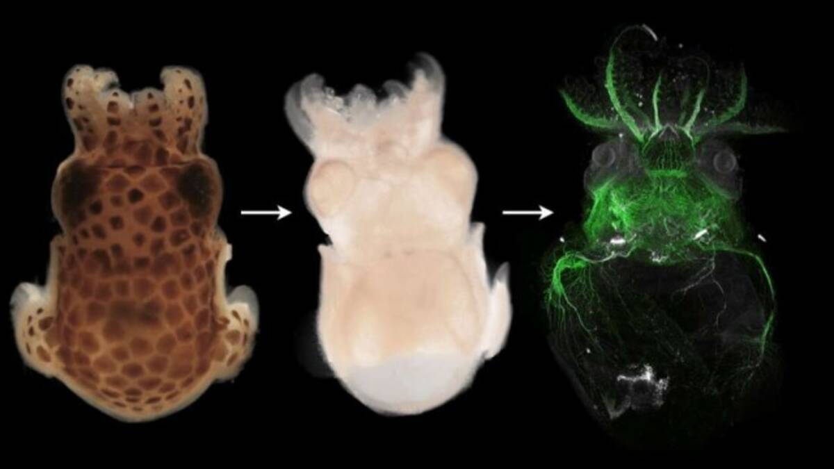 生物の体を短時間できれいに透明化する技術が開発される オーストリア研究 年6月6日 エキサイトニュース