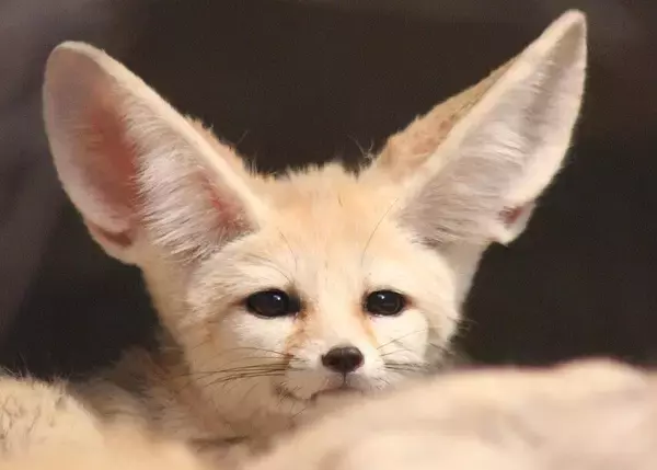 フェネックのかわいさ極まれり。飼い主さんの帰宅に大はしゃぎのフェネック