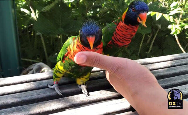 同性愛のインコのカップルをsnsで公開した動物園にユーザーから質問殺到 アメリカ 年6月6日 エキサイトニュース