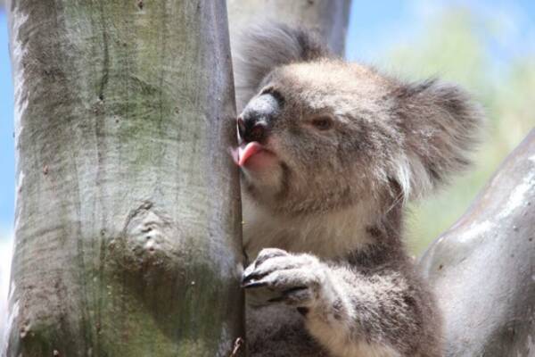 ユーカリの葉しか口にしないはずコアラが雨水を飲んでいる姿を初めて確認 オーストラリア 年6月11日 エキサイトニュース