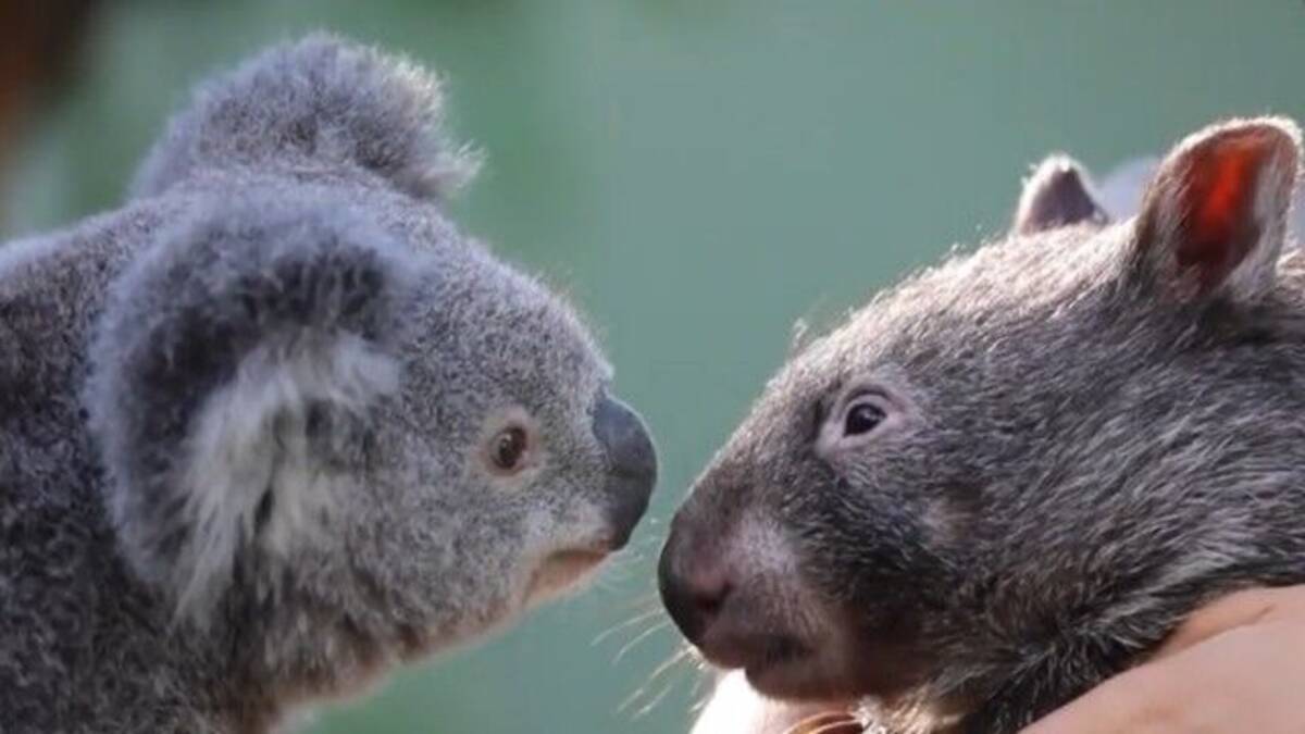 コアラとウォンバットの異種間友情 臨時休園中の動物公園でウォンバットとコアラに絆が芽生えた 年6月8日 エキサイトニュース