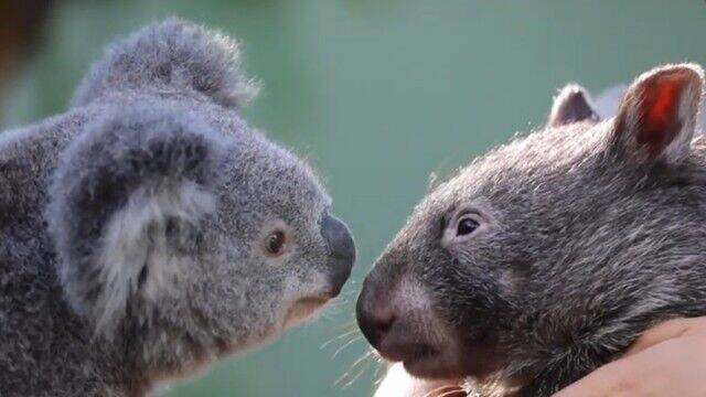 コアラとウォンバットの異種間友情 臨時休園中の動物公園でウォンバットとコアラに絆が芽生えた 2020年6月8日 エキサイトニュース