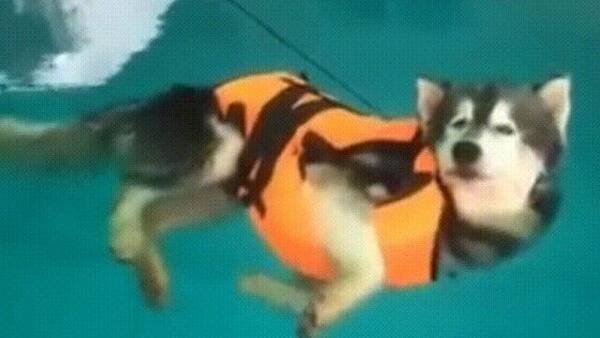 水泳練習に来て泳がないハスキー発見 泳ぐ めんどくせえ 浮いてればいいじゃん な犬に関する海外の反応 年6月9日 エキサイトニュース