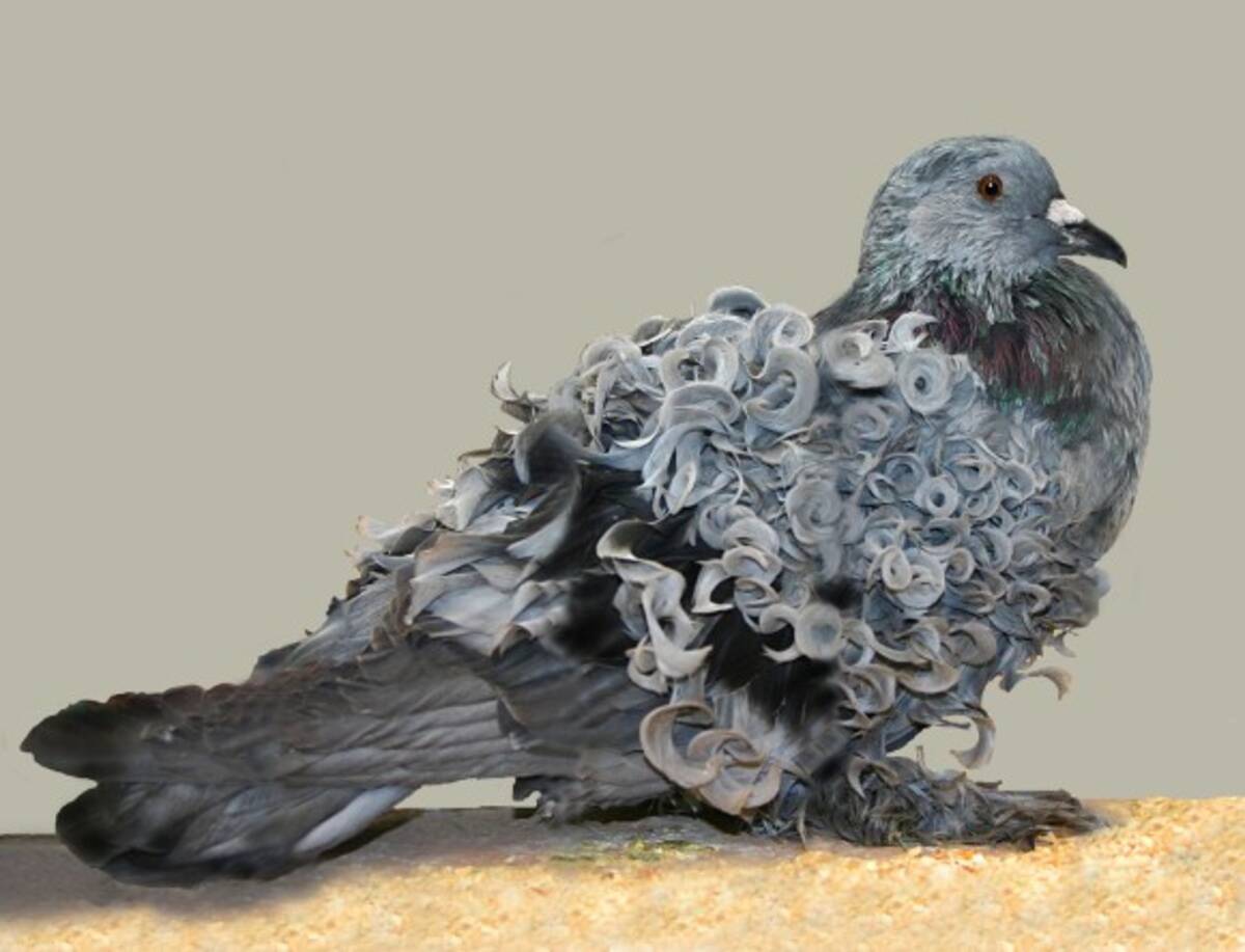 モネの絵画かな スタイリッシュな巻き毛を持つ鳩 フリルバック にズームイン 年6月13日 エキサイトニュース