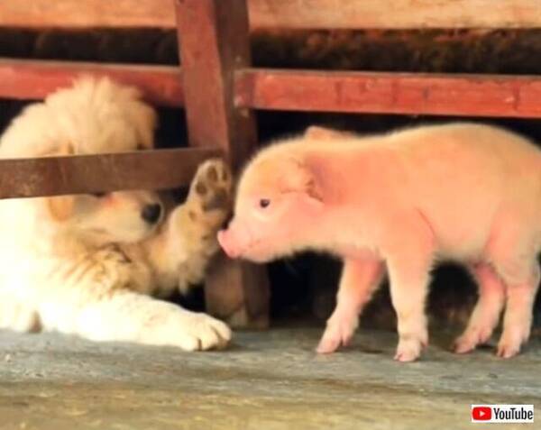 はじめまして 仲良くしてね 生まれたばかりの子ブタに寄り添う子犬たちの優しい風景 年6月11日 エキサイトニュース